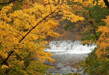 ny-botanic-fall-crpd.jpg
