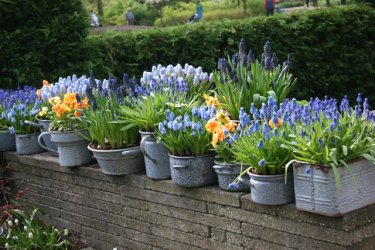 Potted-Flowers-187.jpg
