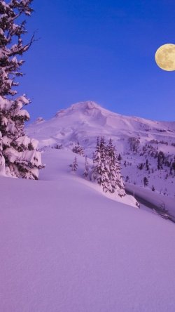 ws_Purple_Snow_Trees_&_Full_Moon_640x1136.jpg