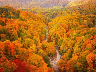autumnal-leaves-of-beech-and-maple-aerial-view-of-royalty-free-image-1594754531.jpg