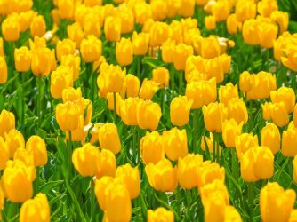 Spring-Things-to-do-in-Slovenia-Tulips-3.jpg