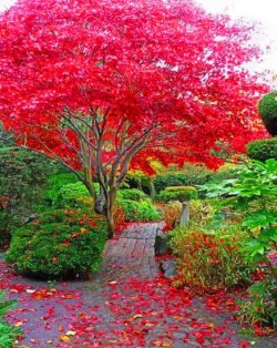 japanese-maple-tree-in-garden-paint-by-number.jpg