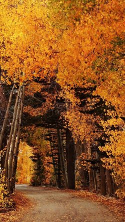 Autumn-forest-path-yellow-leaves_iphone_640x1136.jpg
