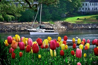 00 Spring-Splash-of-Color-in-Ogunquit-Maine_art.jpg