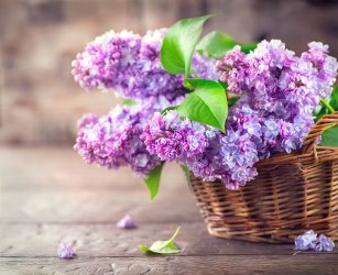 00 lilac-basket.jpg