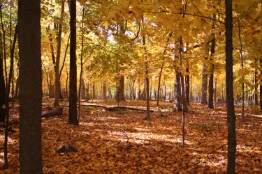 Fall-Woods-for-John.jpg