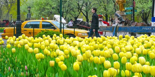 Spring-NYC.jpg