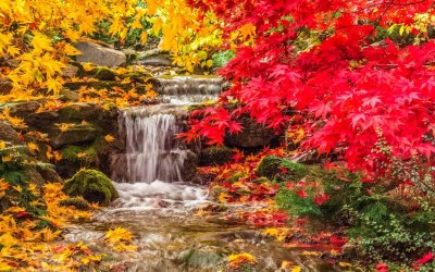 00 1680x1050_waterfall-between-yellow-red-autumn-tree-leaves-covered-rock-nature.jpg