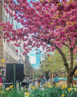 cherry-tree-wsp.jpg
