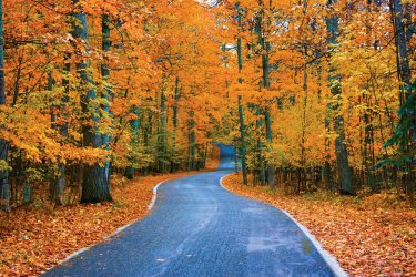 00 tunneloftreespetjpg-483a66c1ddf588c3.jpg