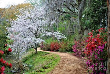 springtime-path-melissa-mcinnis.jpg