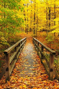 autumn+bridge+35aa20781999d47d04767e4d61be6f56++pxhere+.jpg