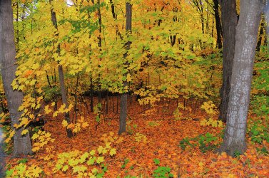 minnesota-autumn-william-le.jpg