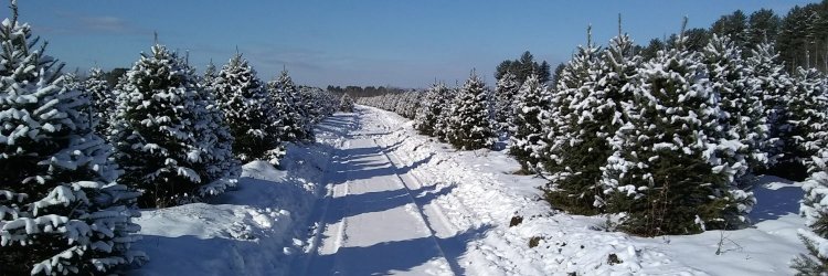 cropped-Trees-To-Please-winter.jpg