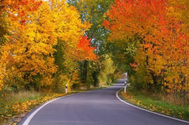 tunnel-of-trees.jpg