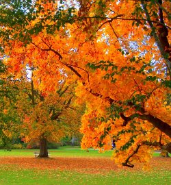 autumn-572813_960_720.jpg