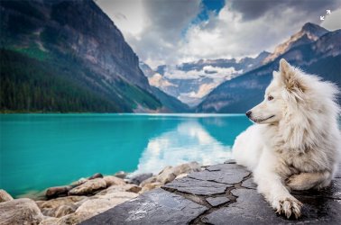 Beautiful-Canada-Winter-Dogs.jpg