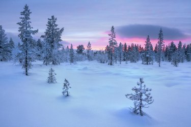 taiga-forest-arctic-finland-simon-j-byrne.jpg