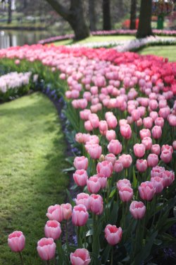 Keukenhof14_1.jpg