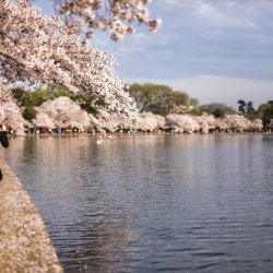 TheallureoftheCherryBlossoms-5bdfd362c9e77c0051320489.jpg