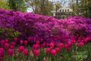 sherwood-gardens-5-chris-scroggins.jpg
