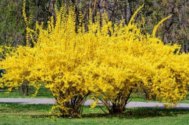 Tips-for-Growing-Weeping-Forsythia-Cover.jpg