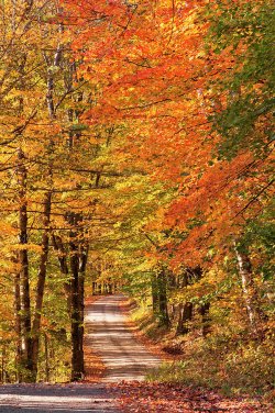 back-road-fall-foliage-alan-l-graham.jpg
