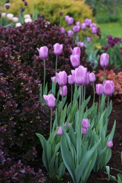 thumb_IMG_0342_1024.jpg