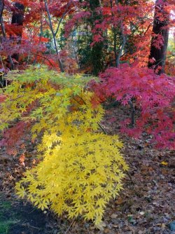 Japanese-Maples.jpg