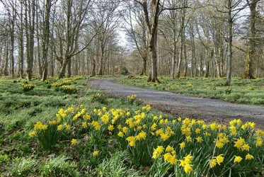 daffodils-bridgend-woods-islay_5.jpg