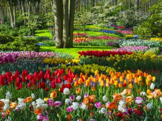 0 once-known-as-the-model-floriculture-center-tulip-garden-of-srinagar-is-home-to-varied-speci...jpg