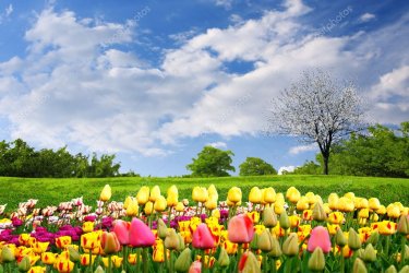 depositphotos_5257467-stock-photo-springtime-tulips.jpg