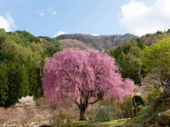weeping-cherry-tree.jpg