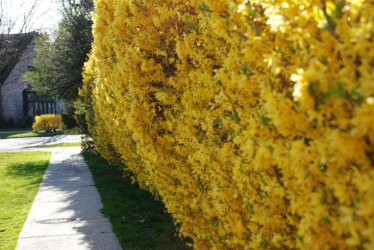 forsythia-hedge-shrub-yellow-joe-shlabotnik-flickr-733x491.jpg
