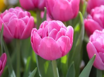 double-tulips-gardening_fullsize_story1.jpg