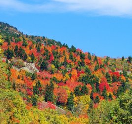 autumn wow.jpg