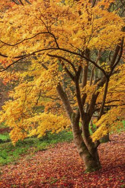 12-beautiful-colorful-vibrant-red-and-yellow-japanese-maple-trees-i-matthew-gibson.jpg