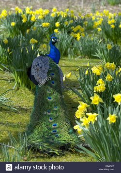 a-brilliantly-coloured-peacock-amongst-springtime-daffodils-at-brownsea-B8W0KR.jpg