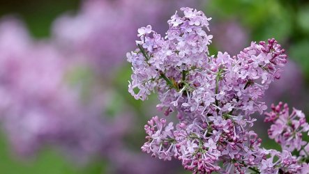 636617513329518471-Lilac-Fest-07.jpg