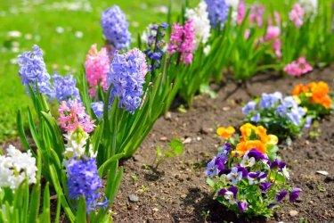 0hyacinth-flowers-1024x683.jpg