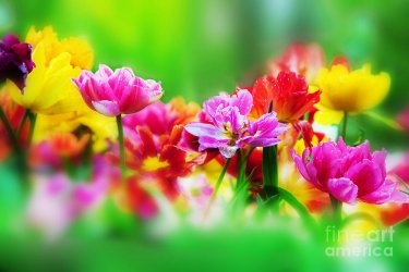 0colorful-flowers-in-spring-garden-photocreo-michal-bednarek.jpg