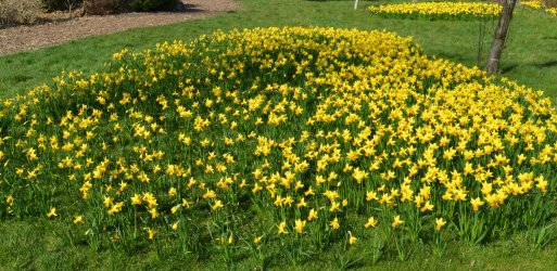 narcissus-tete-tete-flowers-39260298.jpg