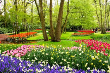 37469710-colorful-spring-tulips-and-flowers-at-keukenhof-gardens-netherlands.jpg