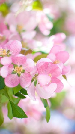 Pink-apple-flowers-bloom-spring-750x1334-iPhone-8766S-.jpg