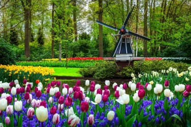 Canva-Dutch-windmill-and-colorful-fresh-tulips-in-Keukenhof-park-Netherlands-e1588618841365.jpg