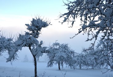 0Snow_packed_trees.jpg