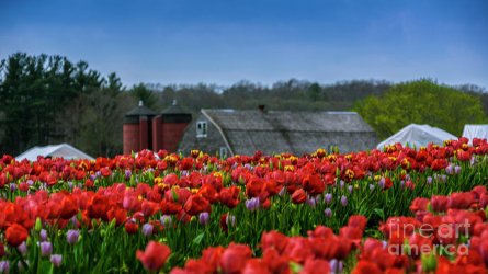 spring-in-rhode-island-new-england-photography.jpg