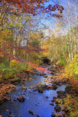 autumn-woods-joann-vitali.jpg