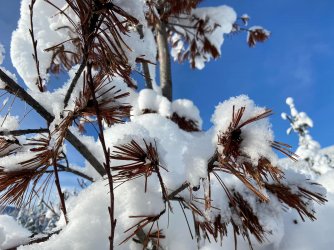 snow needles.jpg