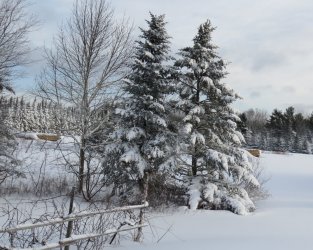 winter in ns.jpg